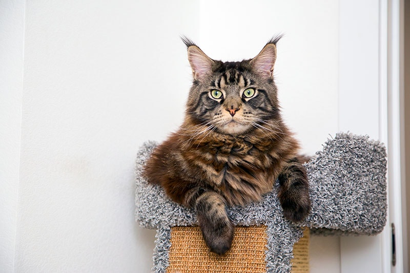 maine coon cat resting at the top of the cat tree