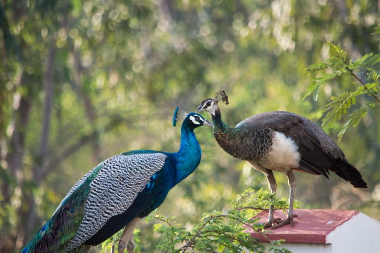 male and female peacocks