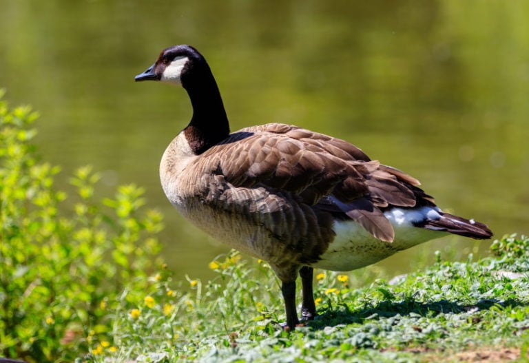 Male vs Female Canada Goose: Characteristics & Appearance | Pet Keen