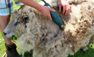 man shearing sheep with thick wool