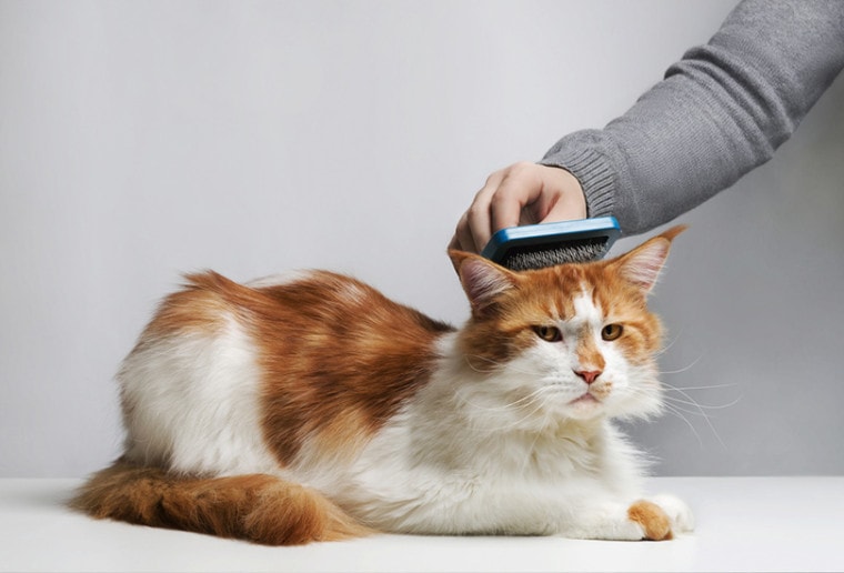 man's hand combing maine coon cat with hair brush