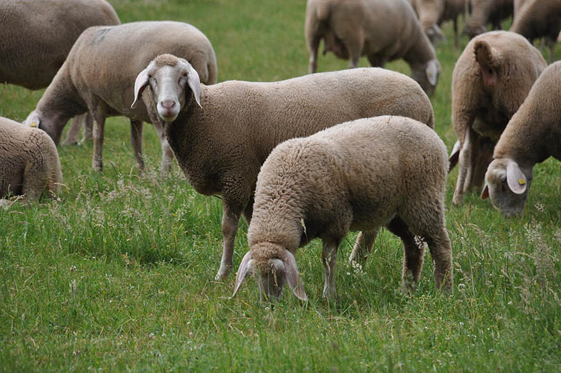 merino sheeps