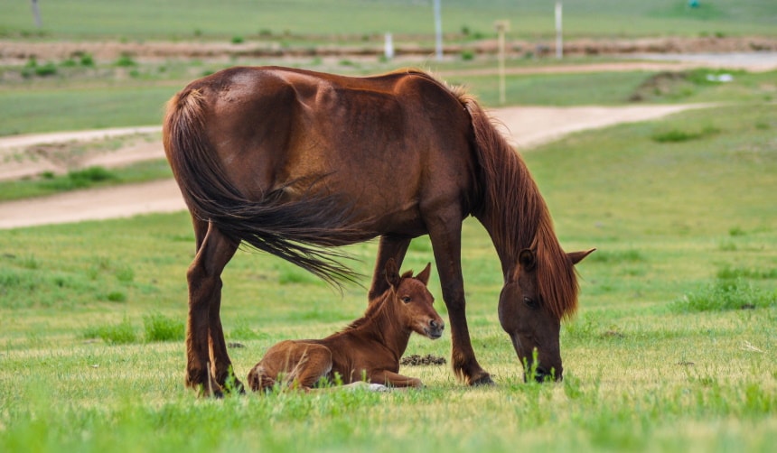 घास पर माँ और बच्चा घोड़ा