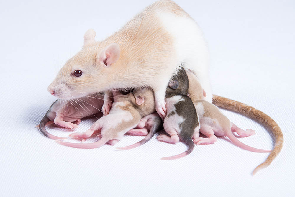 mother rat feeding its children