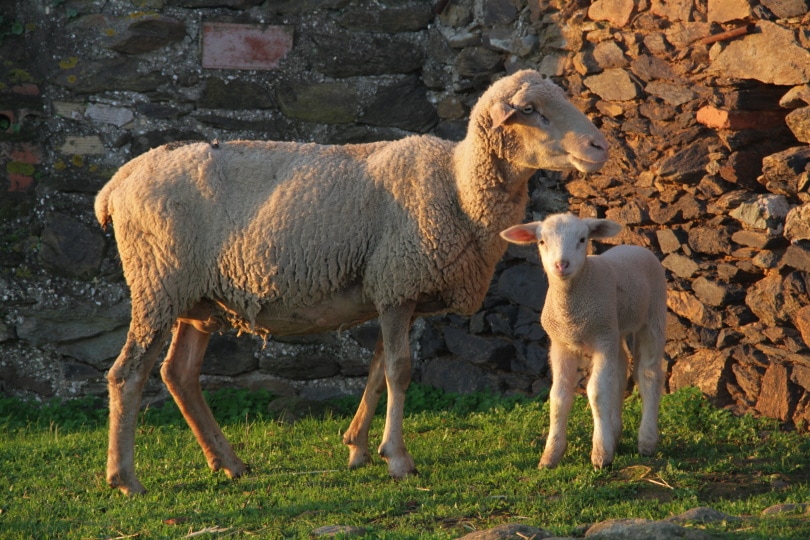 भेड़ माँ और उसका बच्चा