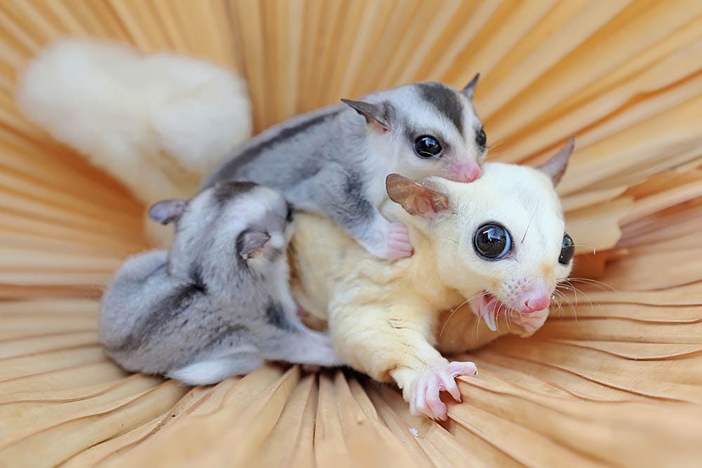How Many Babies Do Sugar Gliders Have in a Litter? | Pet Keen