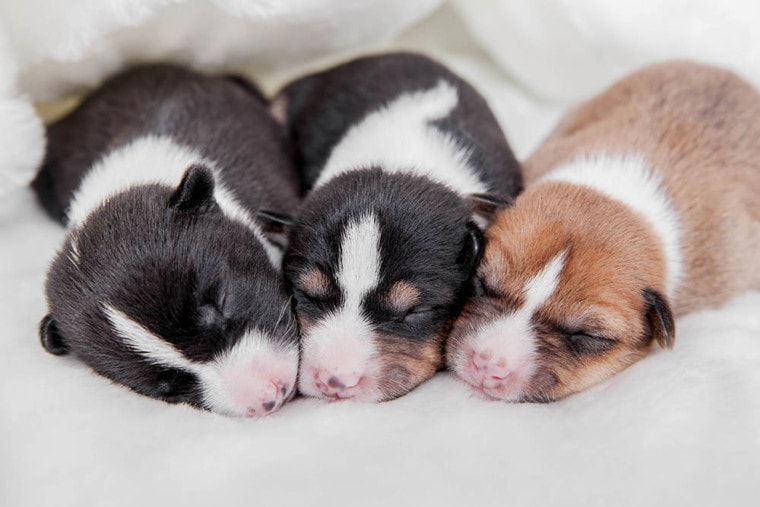 Newborn basenji puppies
