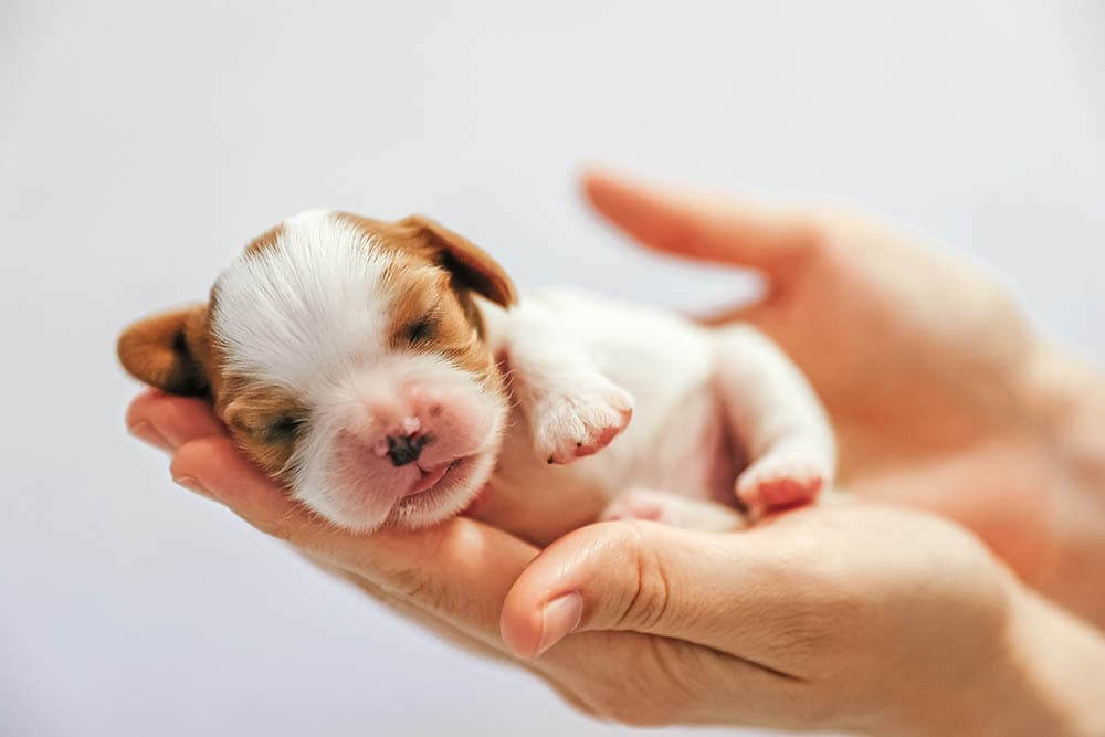 newborn puppy on a person's hands