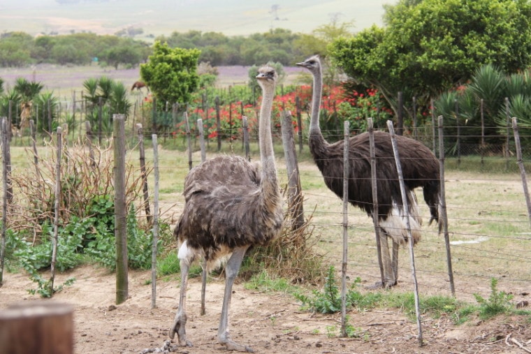 ostrich in the garden