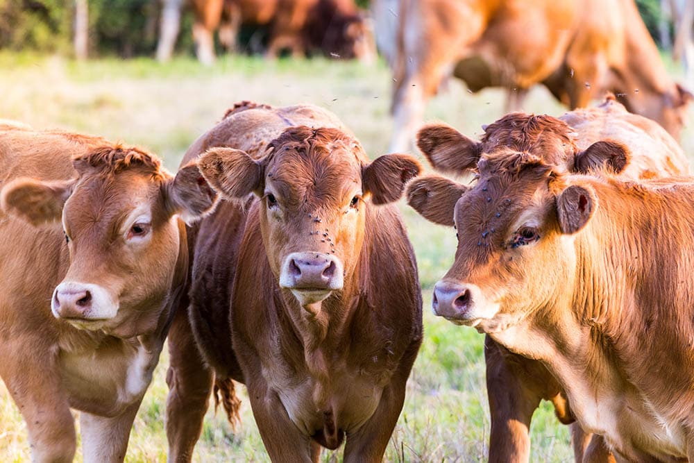 Are Cows Herbivores, Omnivores, or Carnivores?What You Need to Know! | Pet  Keen