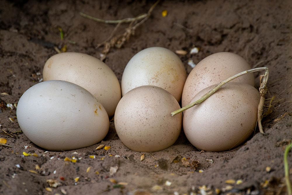 Raising Chickens 101: Collecting, Storing, and Hatching Chicken Eggs