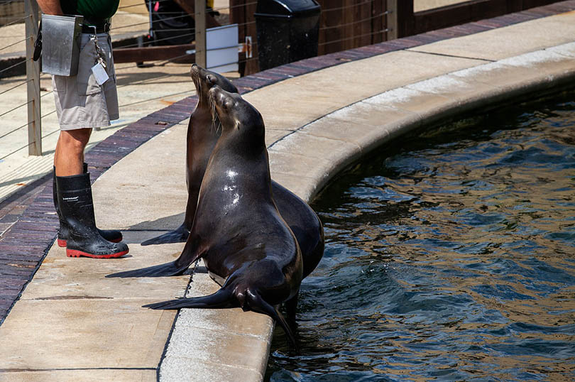 performing sea lions