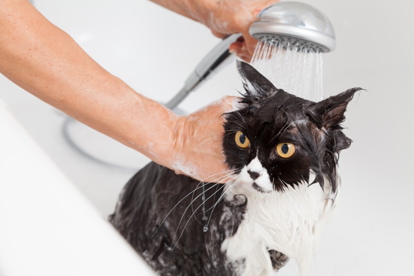 फारसी बिल्ली स्नान कर रही है