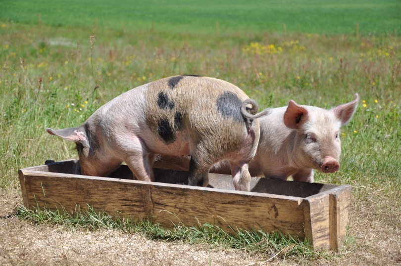 लकड़ी के बक्से पर सुअर खाना