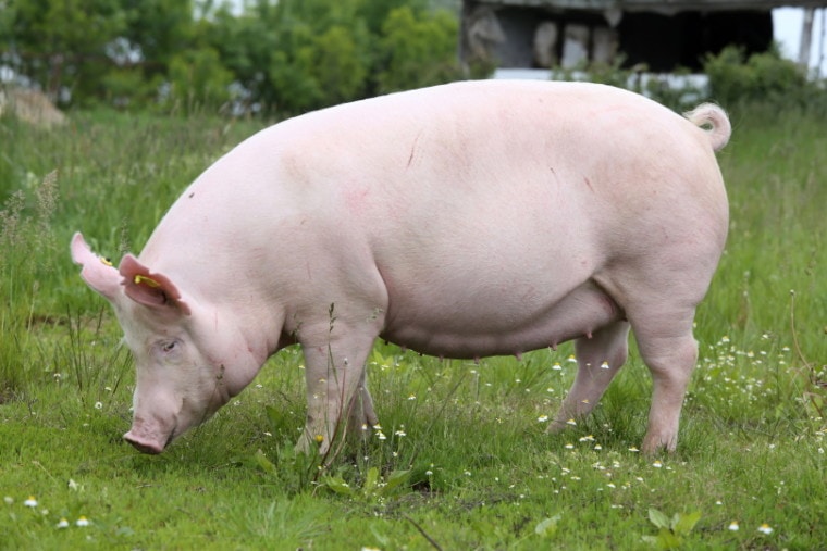 6 Essential Pig Supplies to Get You Started: 2023 Update | Pet Keen
