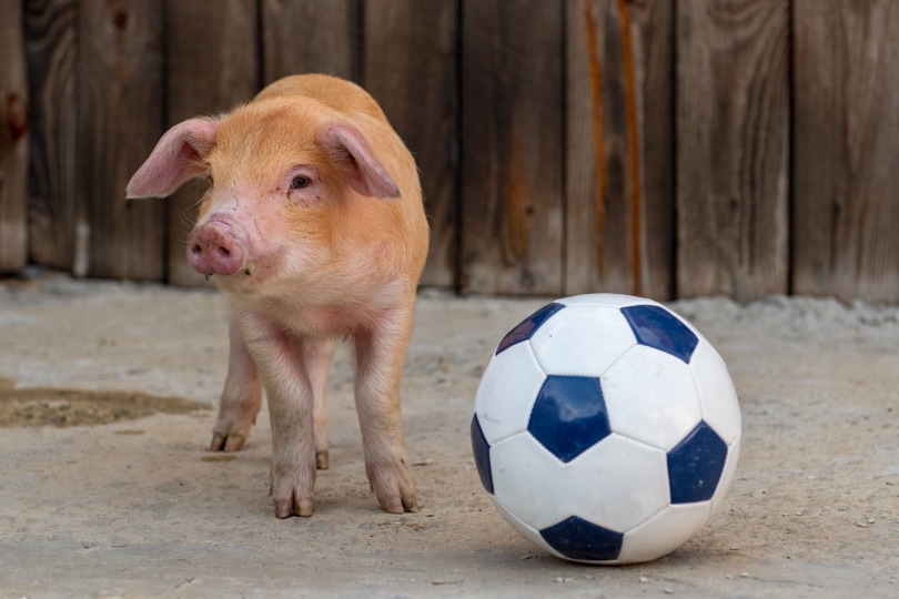 सुअर फुटबॉल की गेंद खेल रहा है