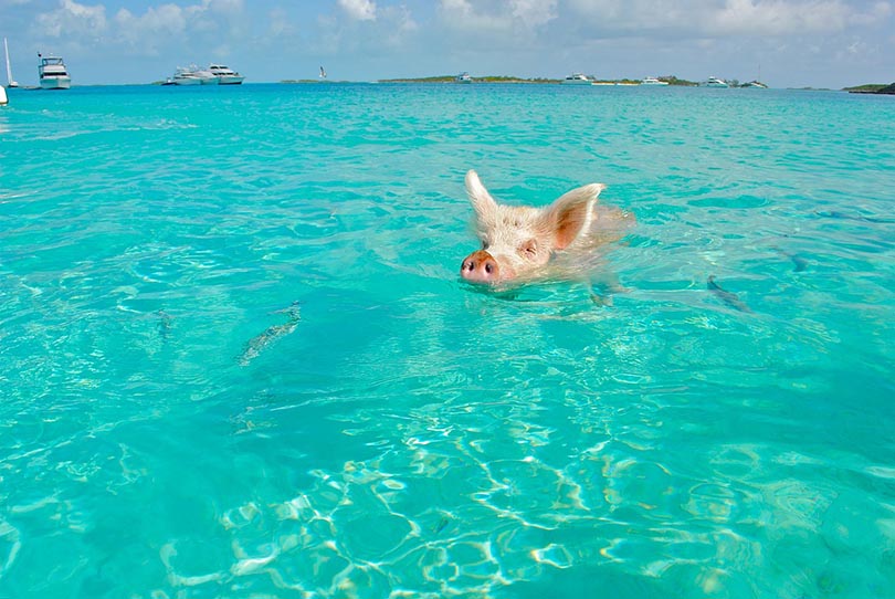 सुअर समुद्र में तैर रहा है