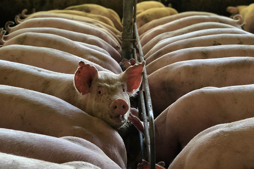 कारखाने के खेत में सूअर