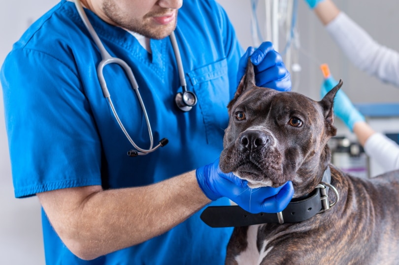 पशु चिकित्सक द्वारा पिटबुल कुत्ते की जांच