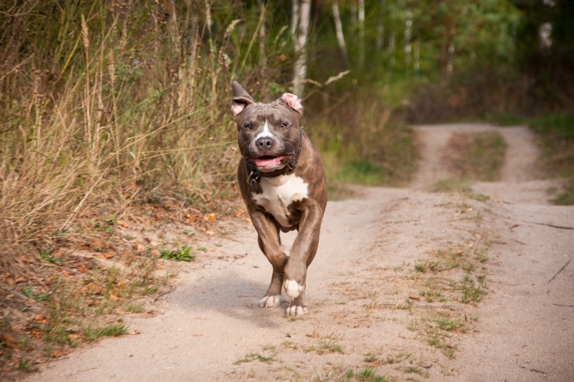pitbull running