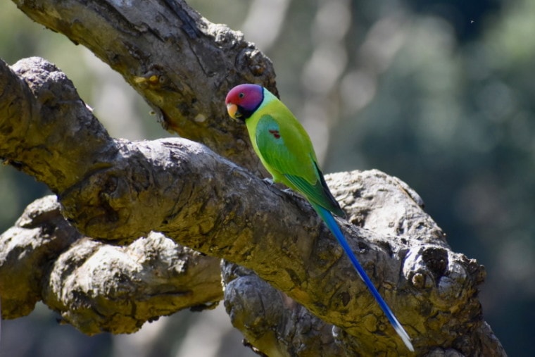 plum headed parakeet on tree branch