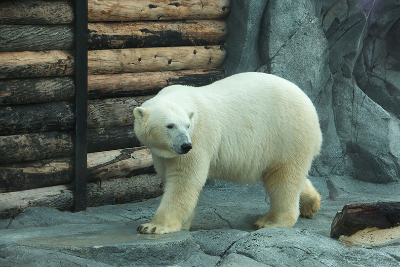 oso polar en el zoológico