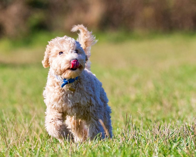 poochon puppy running in a park