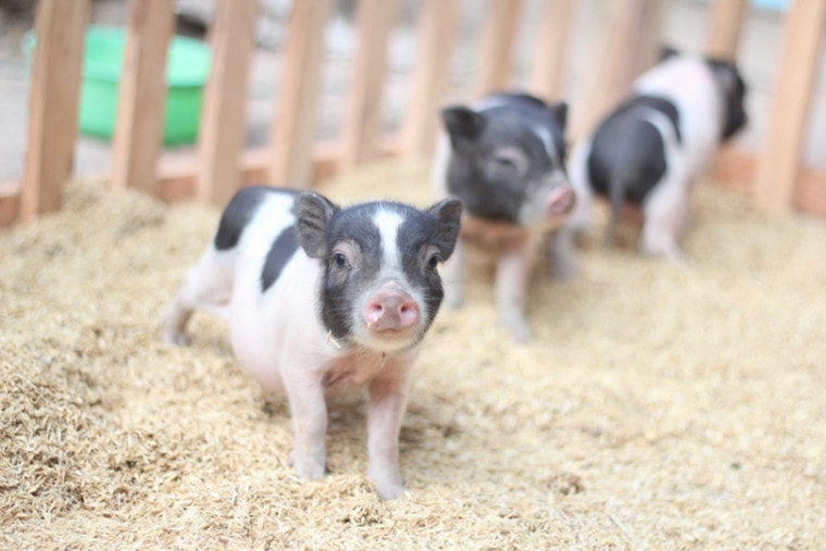 pot-bellied mini-pigs in the farm