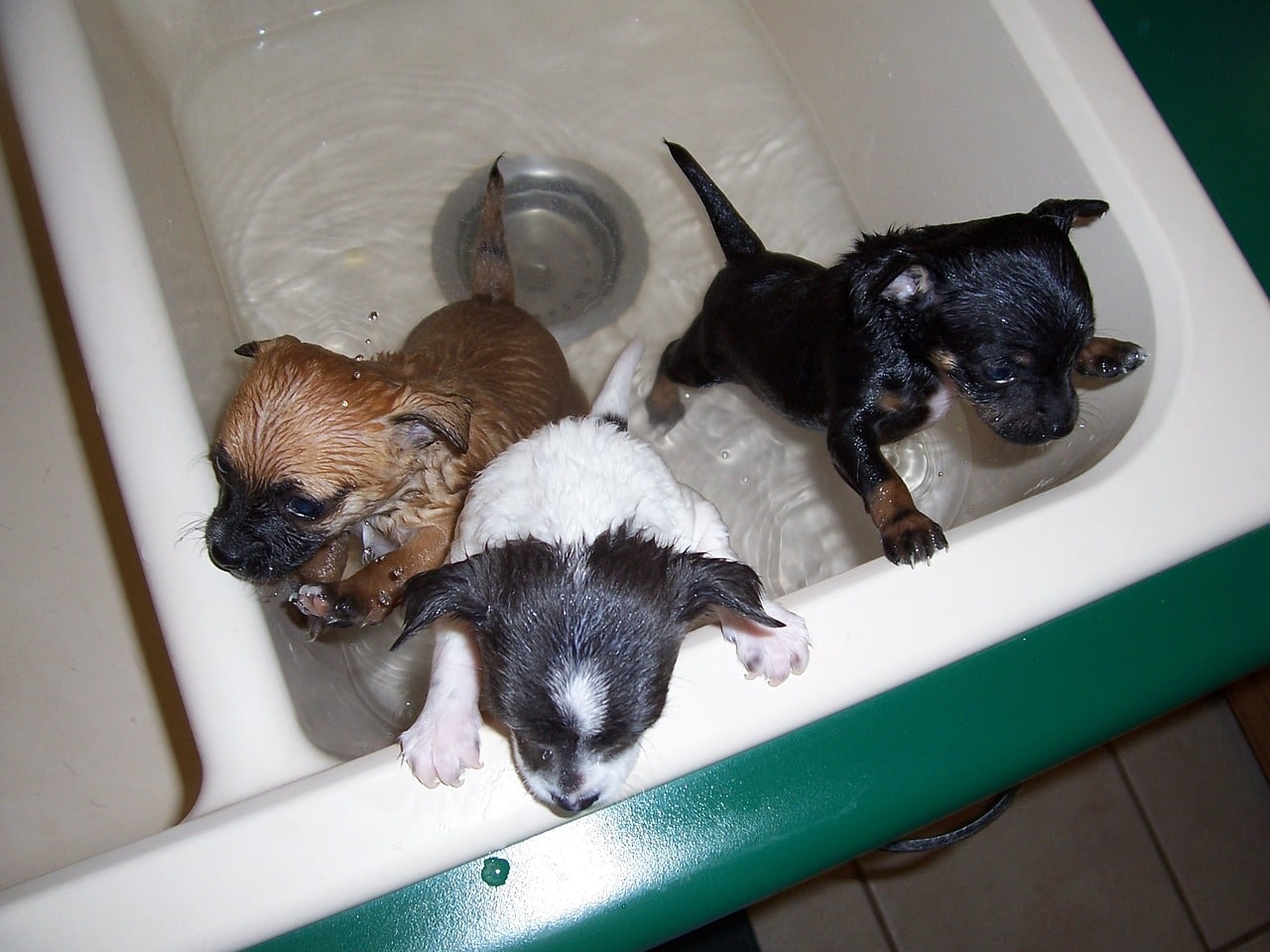 puppies taking a bath