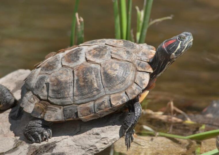 red eared slider turtle basks on a rock in a turtle pond