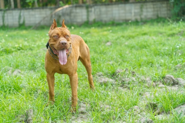red nose american pitbull terrier