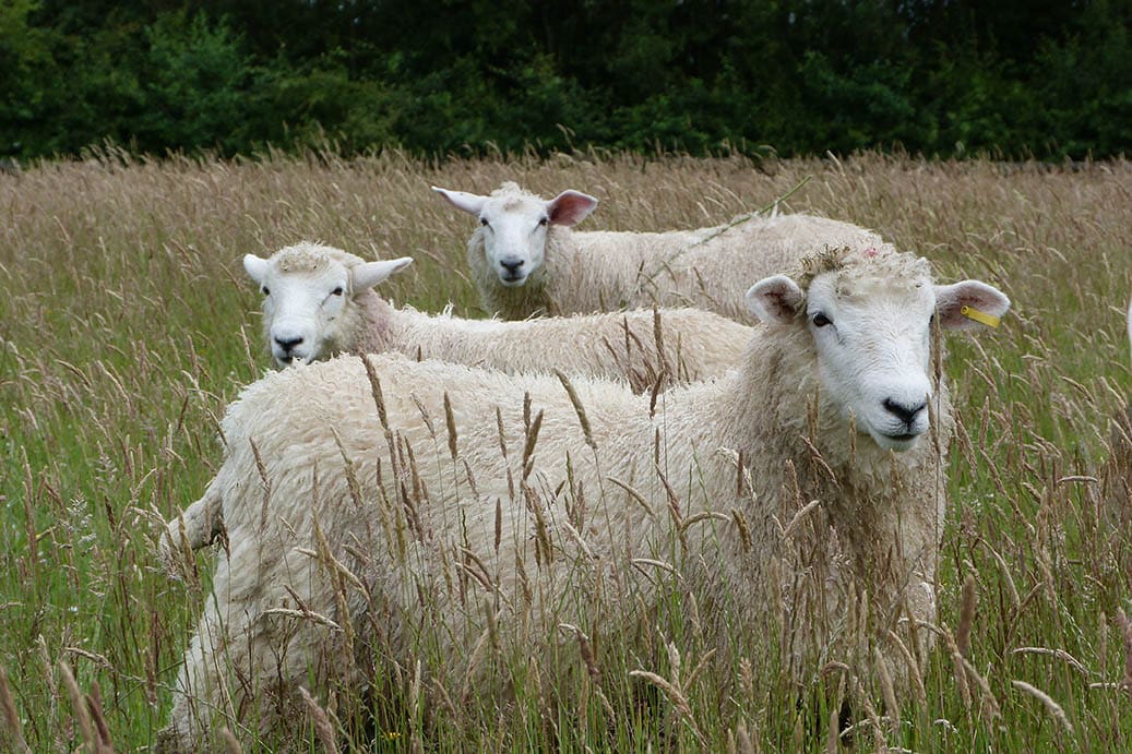Romney sheeps in the meadow