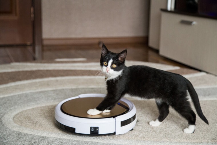 black and white cat with robot vacuum