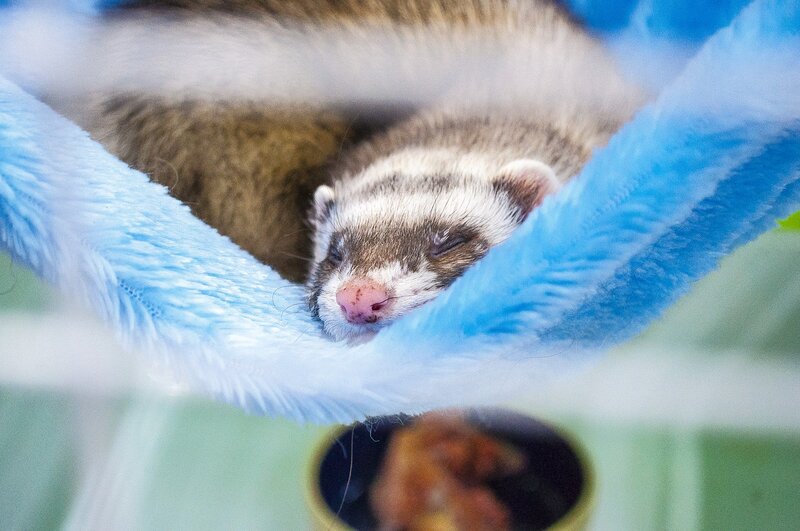 Bravetoshop Hammock for Hamster Ferret Animals Small Cotton Sleeping Bed Nest House Hanging