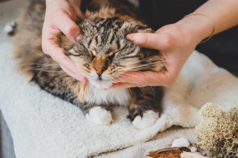 cat massage rub tabby human hands