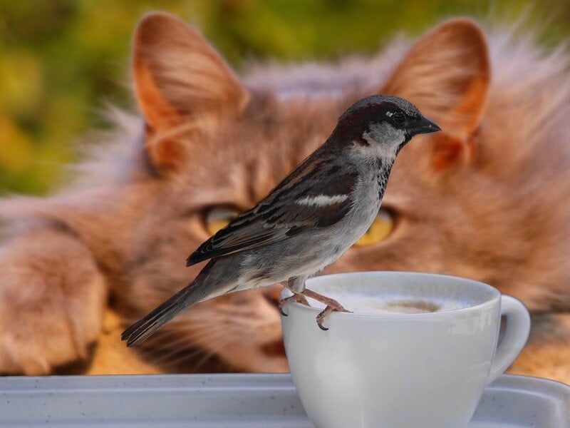 cat bird sparrow coffee
