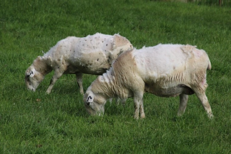 sheep shedding wool in the wild