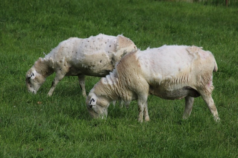 How Do Wild Sheep Get Rid of Their Wool Naturally? | Pet Keen
