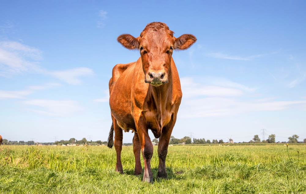 estonian red cattle dairy cow