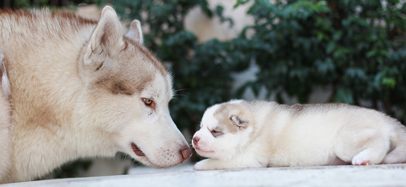 siberian husky father dog sniffing the puppy