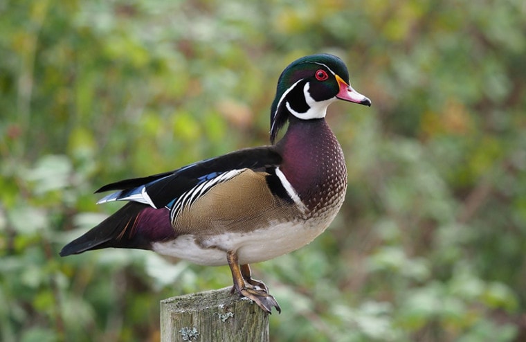side view of a wood duck