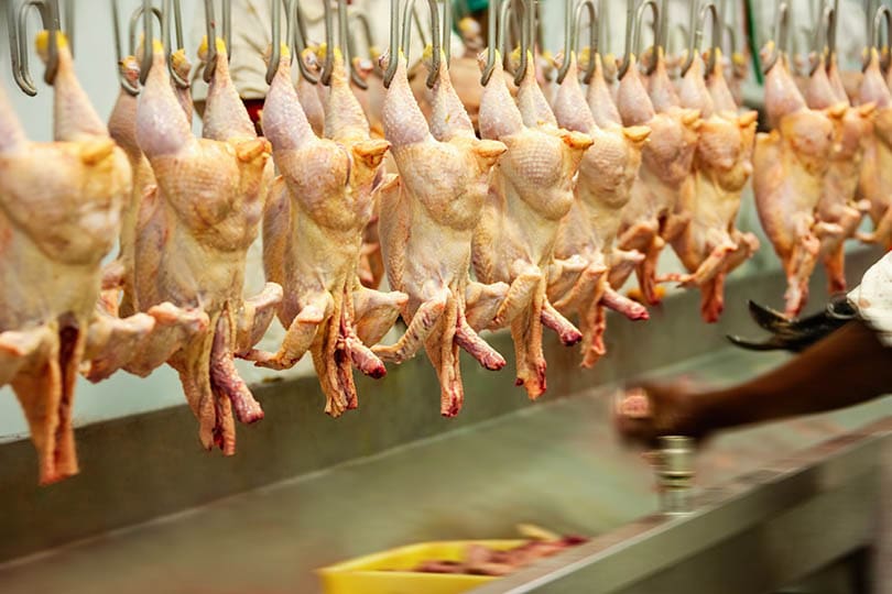 slaughter house conveyor belt line for chickens