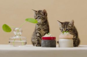 smalls premium human-grade-fresh cat food with kittens