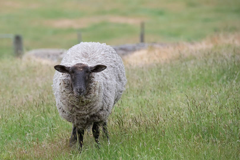 suffolk sheep in the pasture
