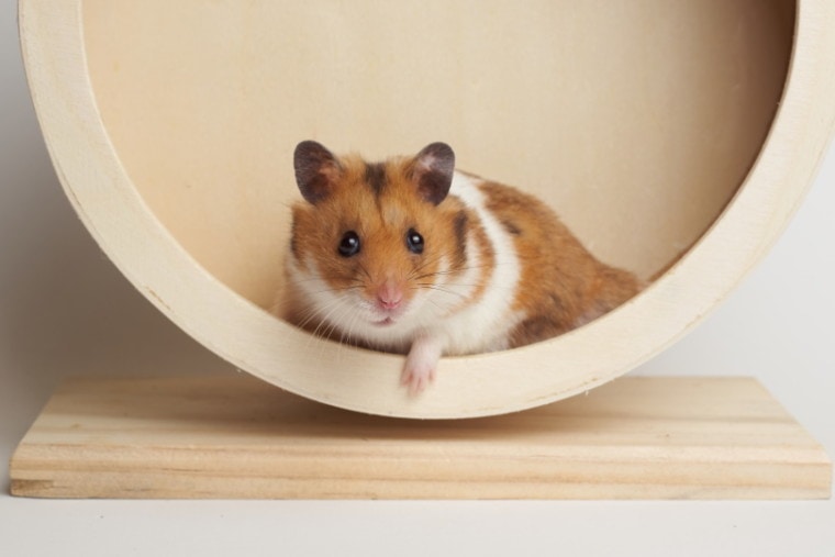 syrian hamster playing