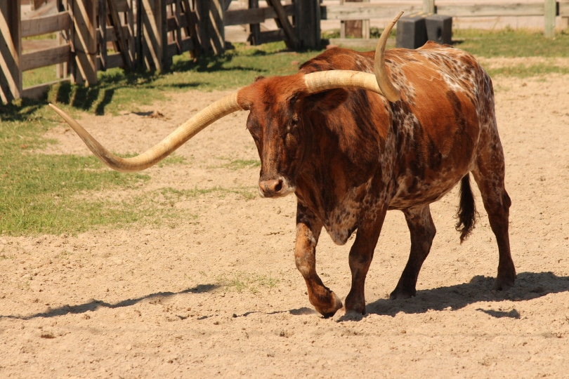 texas long horn cattle