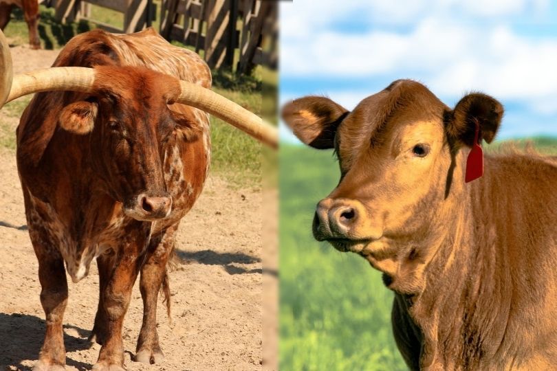 texas longhorn and gelbvieh cattle