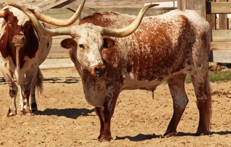 texas-longhorn cattle standing
