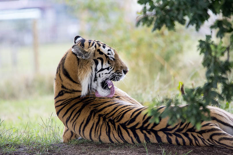 tiger grooming itself