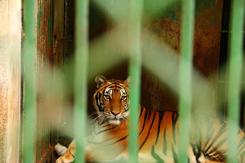tiger in a cage